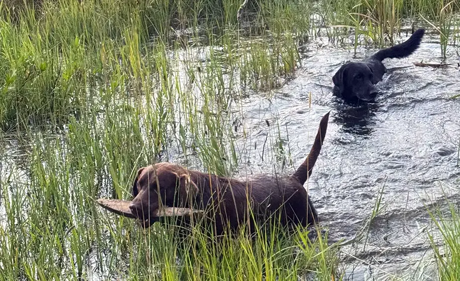 Labrador Retrievers